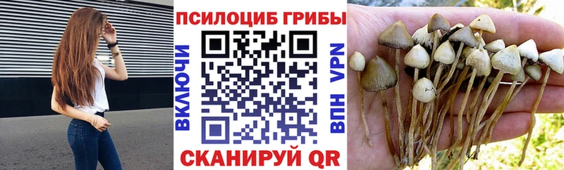 Купить где  Бугуруслан  Галлюциногенные грибы Cubensis 